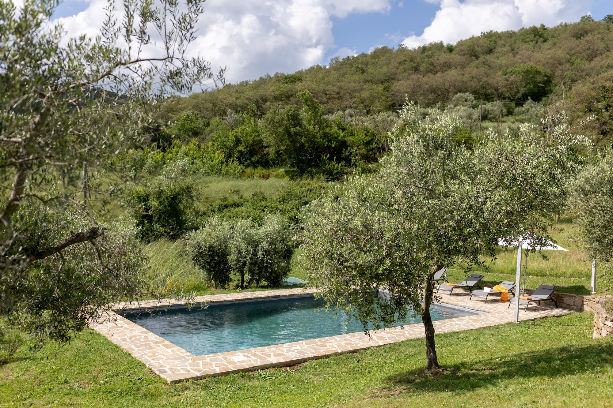 The private olive grove surrounding the pool at Casa Campori