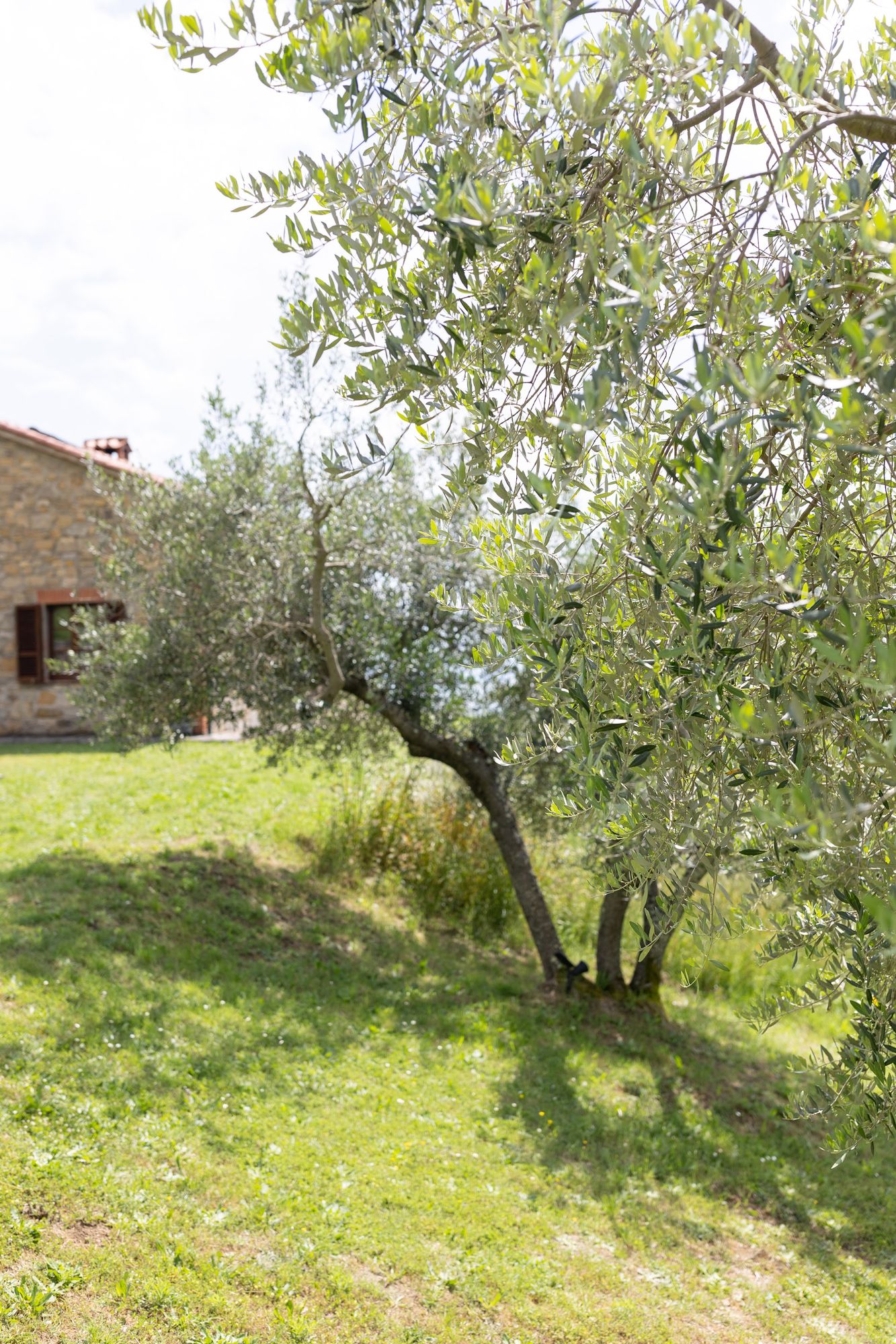 An old olive tree on the grounds of the villa