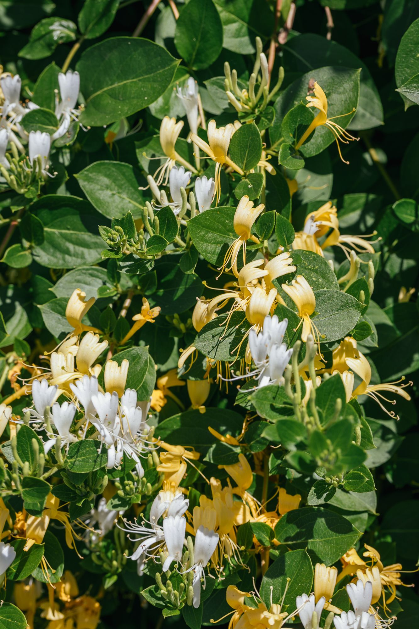 Honeysuckle in flower in the garden of the villa